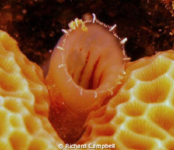 thristy..ahhhh (sealife DC1000) by Richard Campbell 
